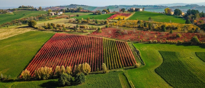 MODENA ENOGASTRONOMICA IN AUTUNNO